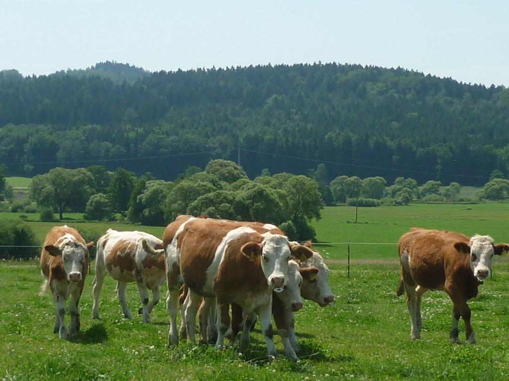 Landhotel Großeiberhof Waldmünchen Exterior foto